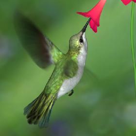 Humming Bird